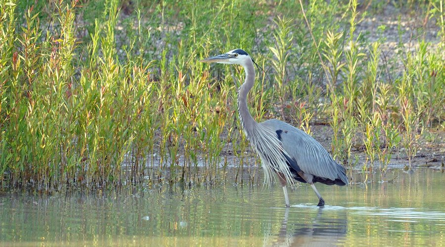 A heron standing in shallow water among green wetland plants