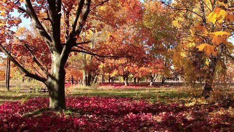 Red maple leaves carpeting the ground at Canatara Park