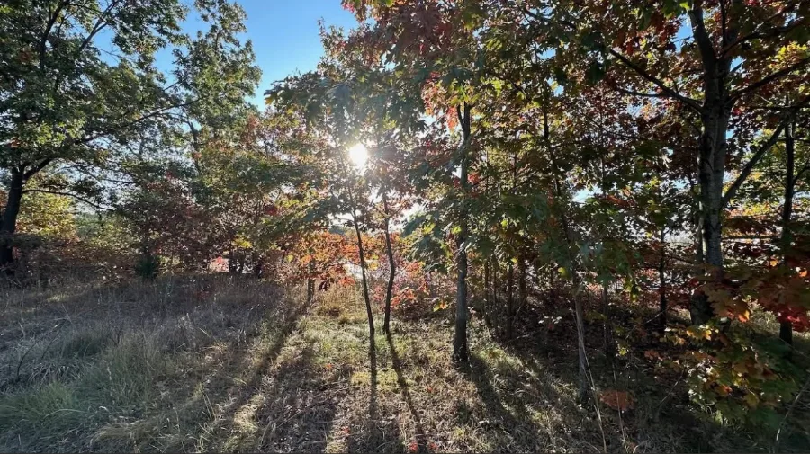 Low sun through red and gold oaks beside the Howard Watson Nature Trail