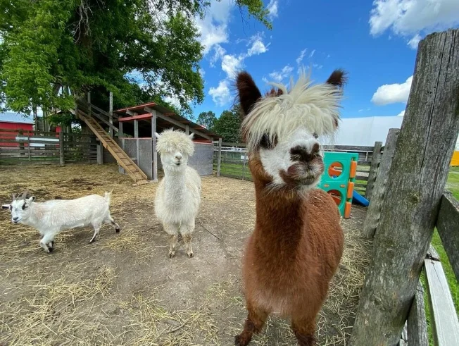 Alpacas and a goat at Korny Korners Adventure Farm