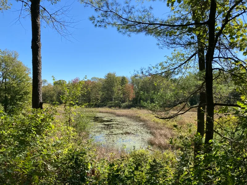 The marshy pond at L Lake framed by pines and hardwoods under a blue sky