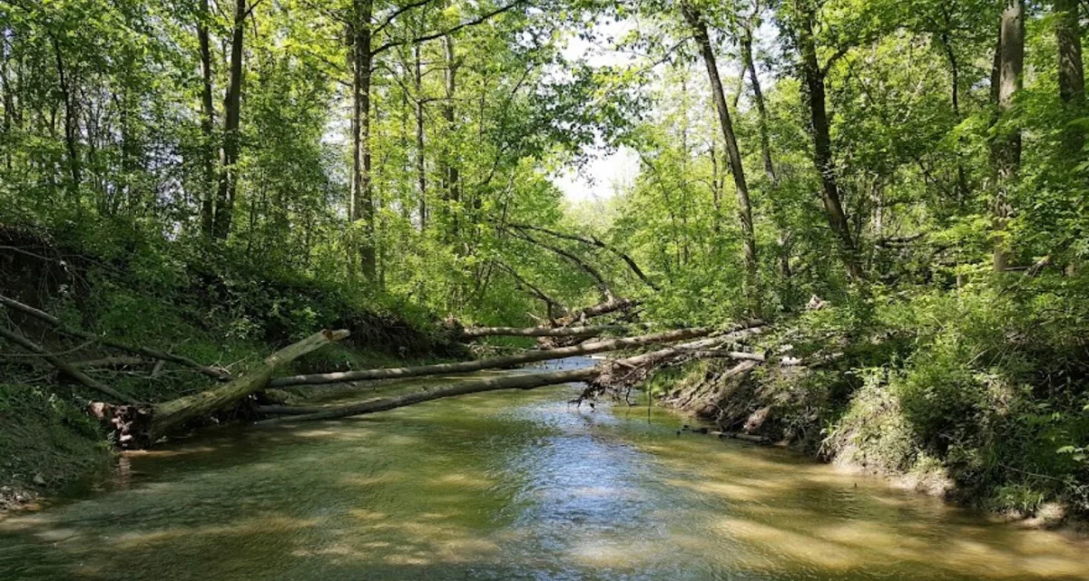 Perch Creek winding between wooded banks, with fallen logs across the water