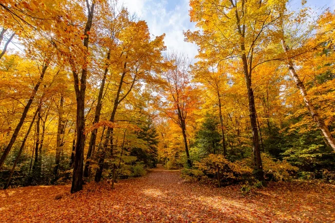A golden fall trail through Pinery Provincial Park