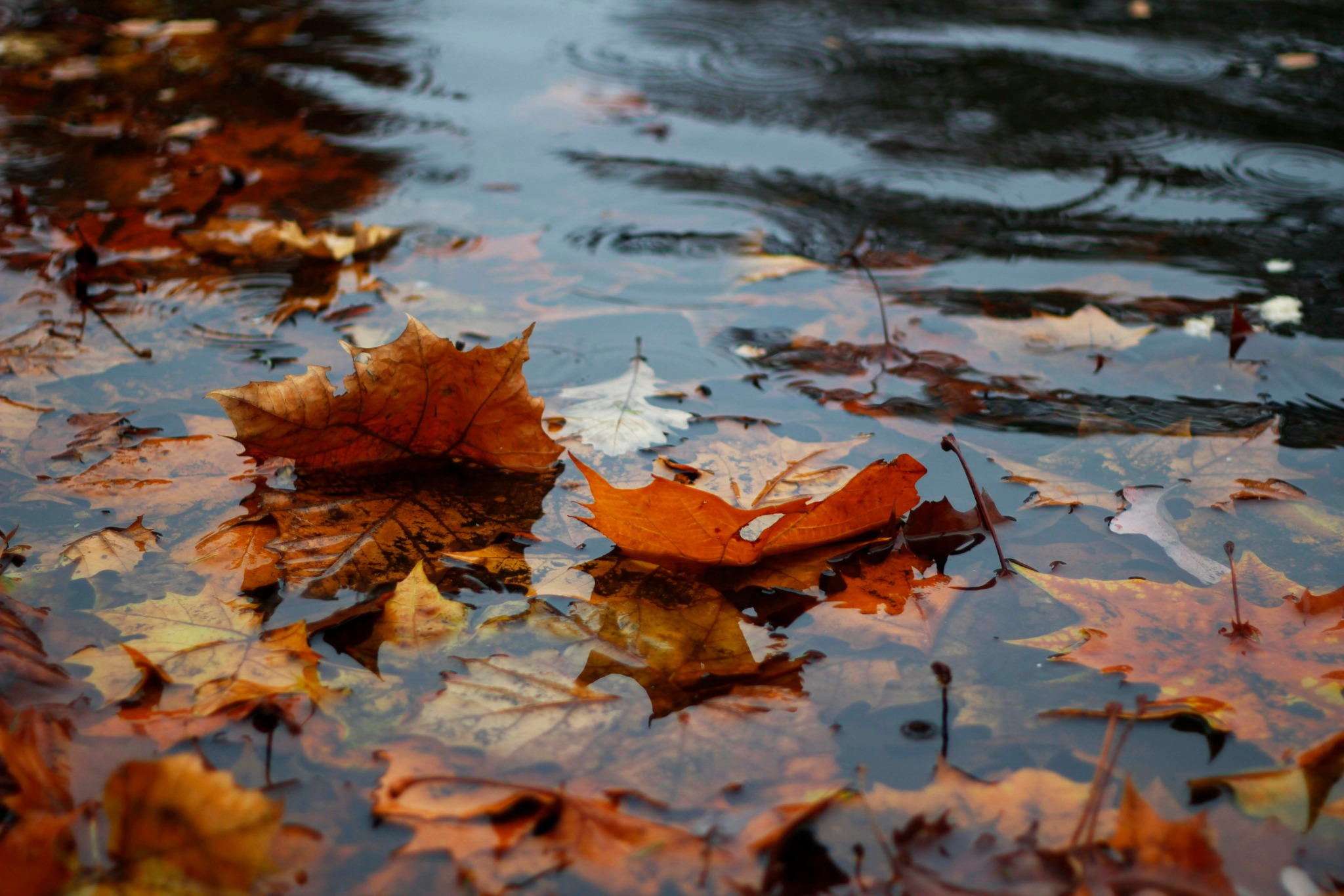 Orange autumn leaves floating in a rain puddle