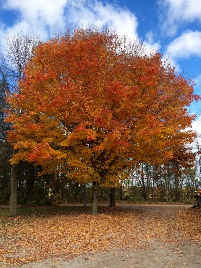 A vivid orange maple tree in full colour