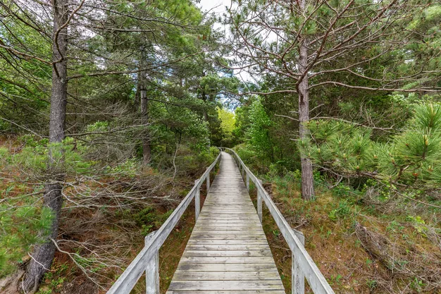 A wooden boardwalk with railings leading straight through a dense stand of pines at Pinery Provincial Park