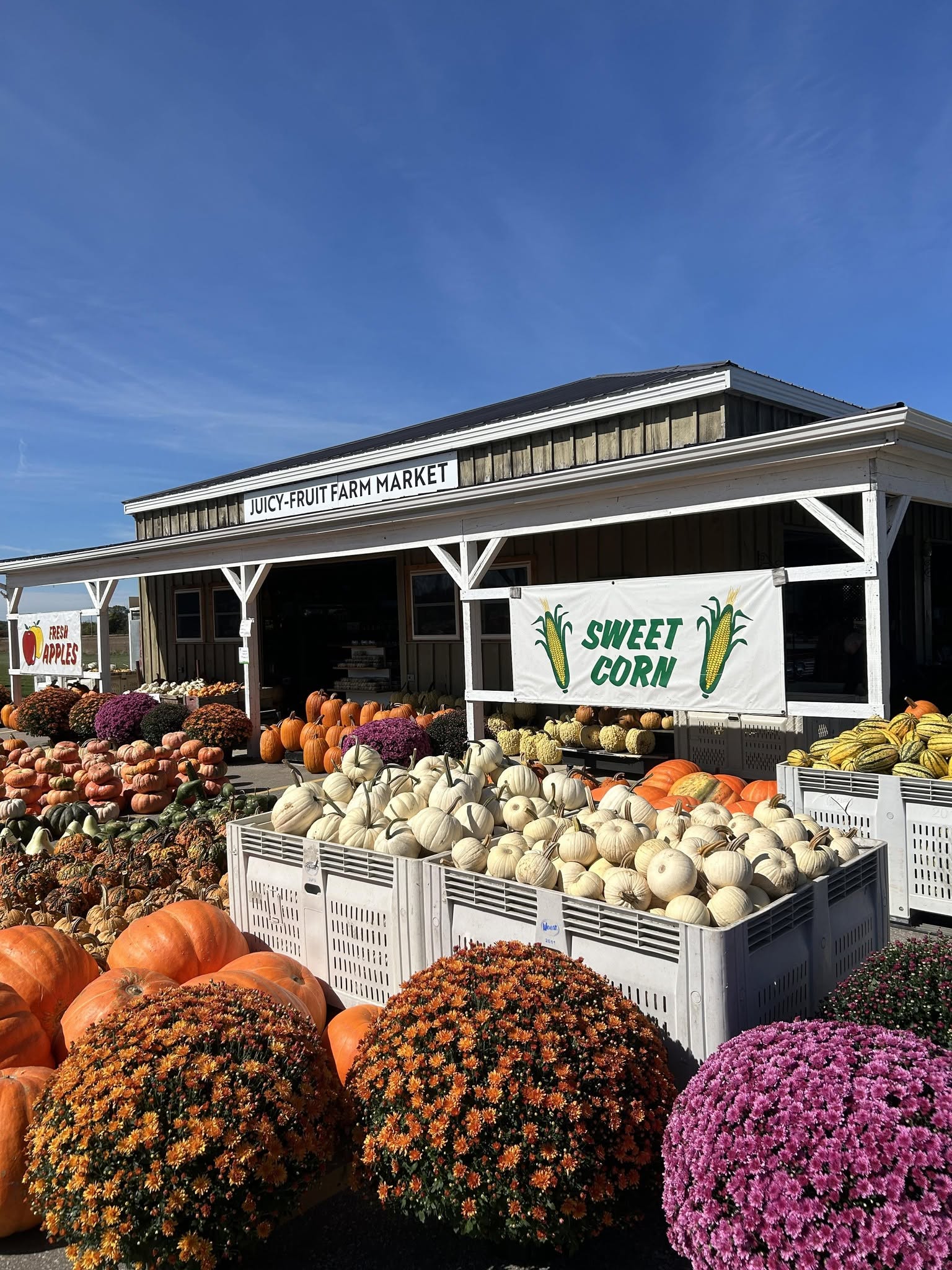 Pumpkins and mums outside Juicy-Fruit Farm Market