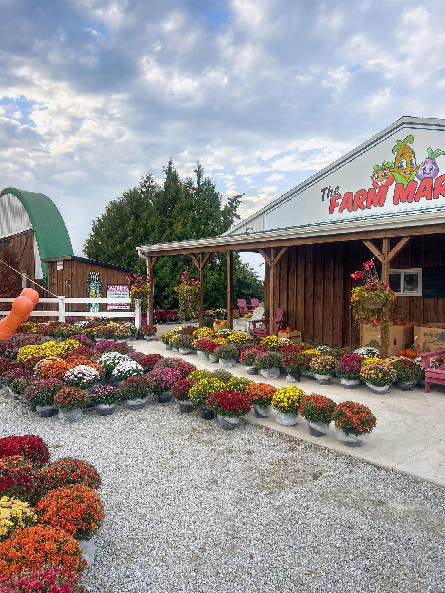 Colourful mums outside the Korny Korners farm market