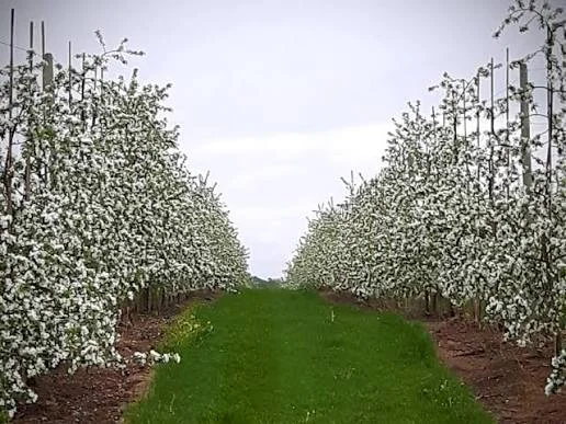 Rows of apple trees in bloom on a farm near Arkona, a mowed grass path running between them