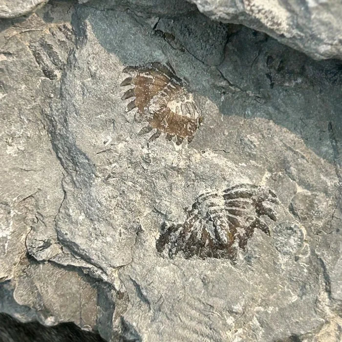 Two fossilized brachiopods embedded in a slab of Devonian shale from Rock Glen