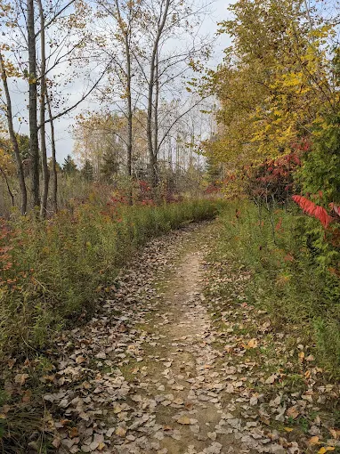 Leaf-covered path through autumn trees at Marthaville Habitat Management Area