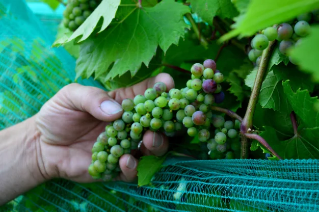 Alton Farms Estate Winery