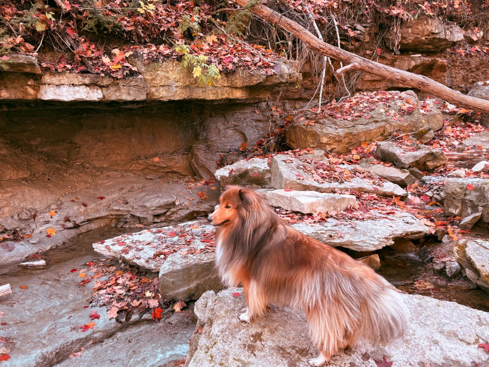 A sheltie stands on a rock ledge at Rock Glen, surrounded by red maple leaves and layered stone.