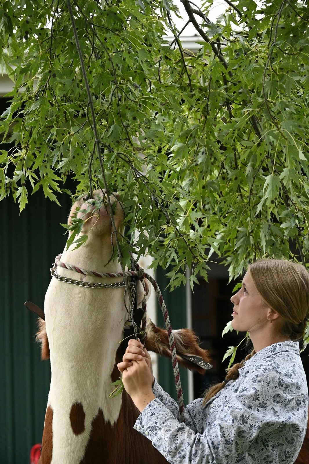 A young exhibitor leads a Hereford steer beneath a leafy tree at the fairgrounds.