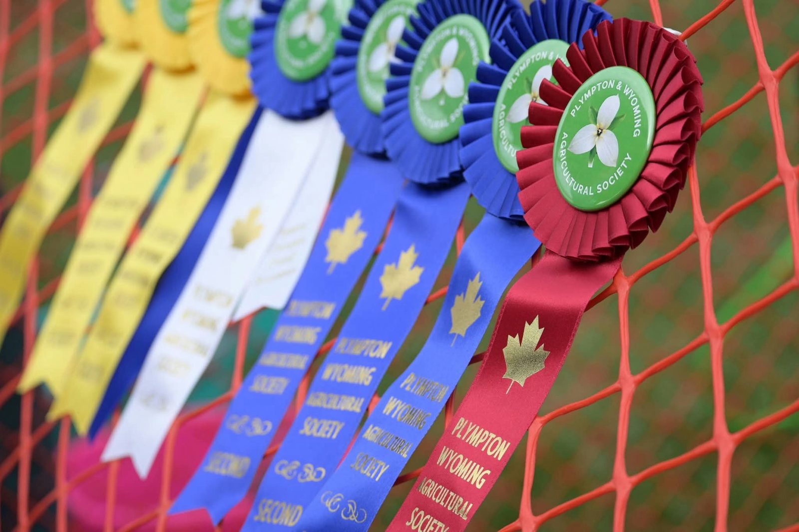 A row of Plympton and Wyoming Agricultural Society prize ribbons in red, blue, white and yellow, hanging along a fence.