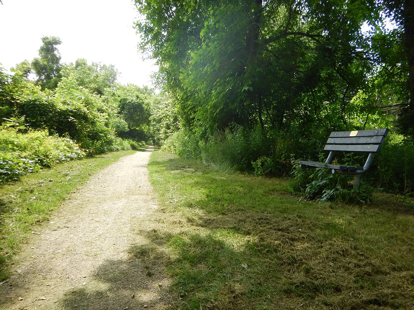 A bench beside the gravel Howard Watson Nature Trail under summer trees