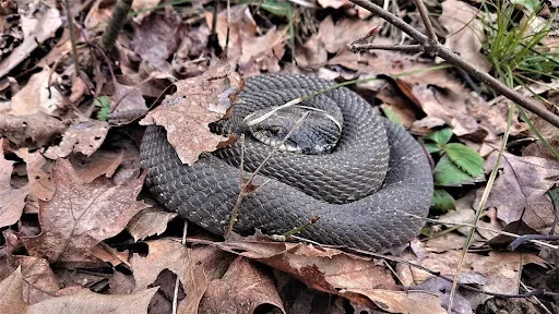 An eastern hognose snake coiled in brown leaf litter