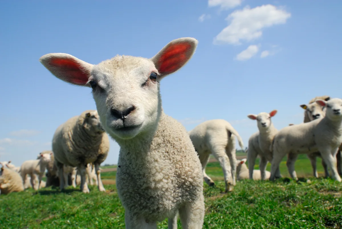 A curious lamb looking straight into the camera, with more lambs and ewes on green grass behind it