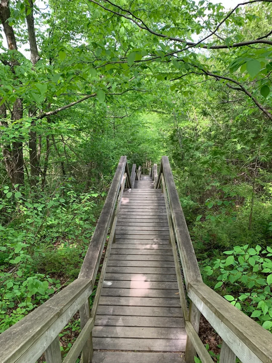 A wooden boardwalk with railings leading down through fresh green woods at Rock Glen