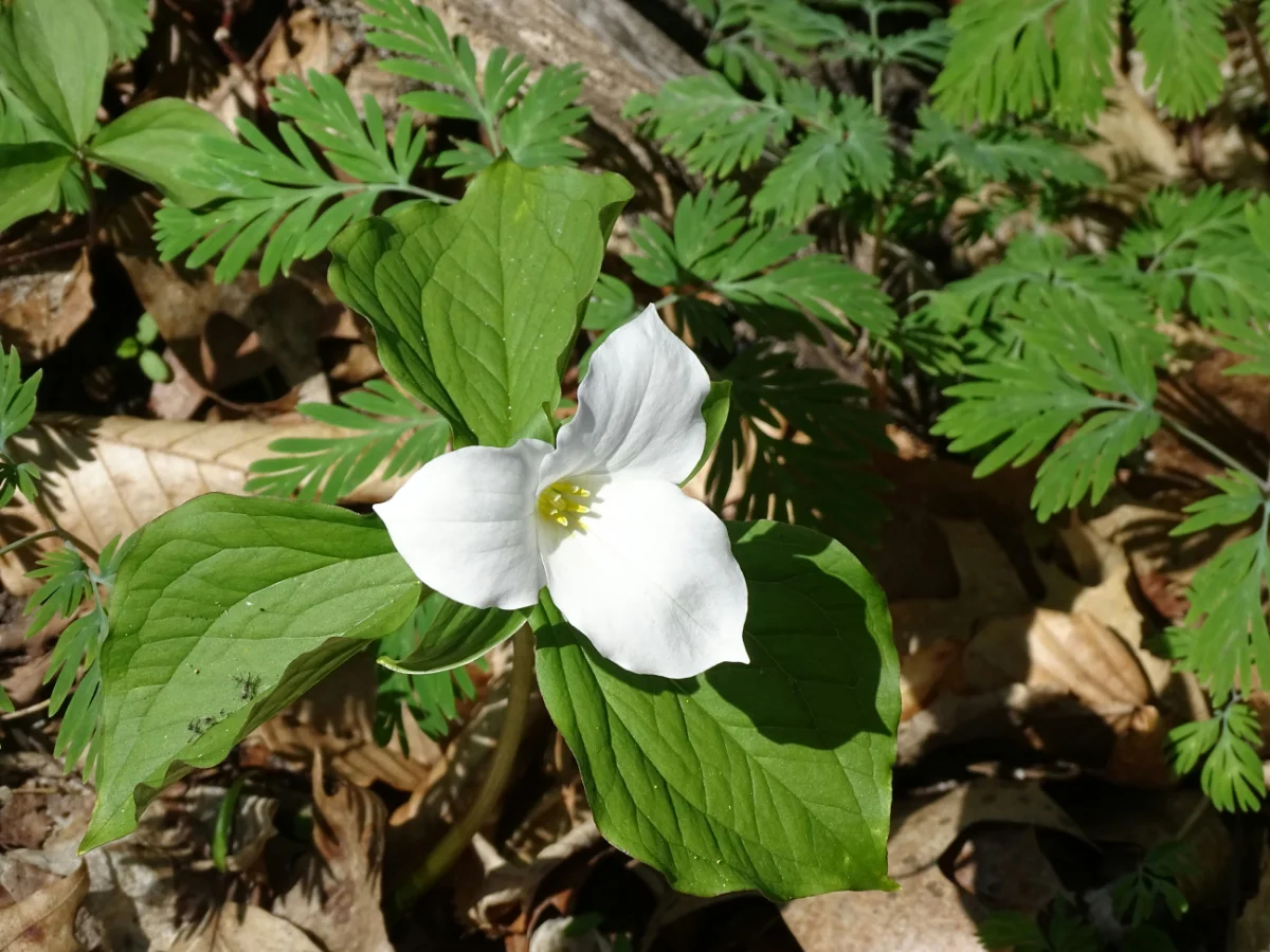 A single white trillium with three petals open on a shaded forest floor