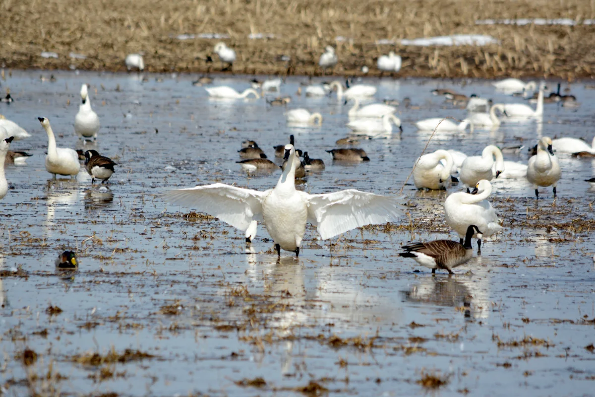 Tundra swans standing and stretching their wings on a flooded stubble field in early spring, with Canada geese and mallards among them