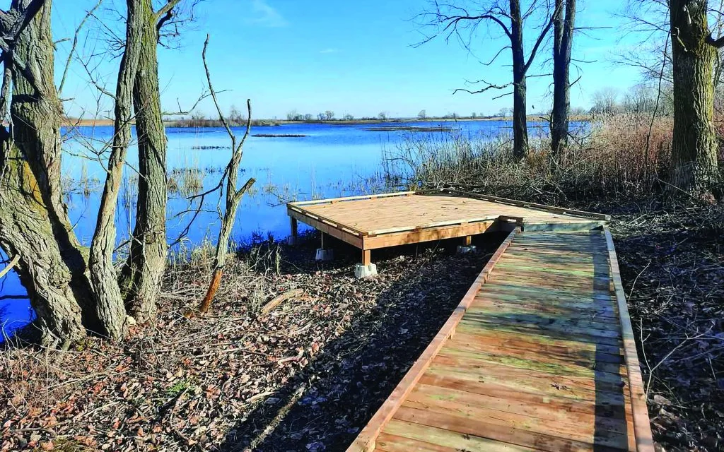 A wooden boardwalk leading into flooded woodland at the Warwick Conservation Area