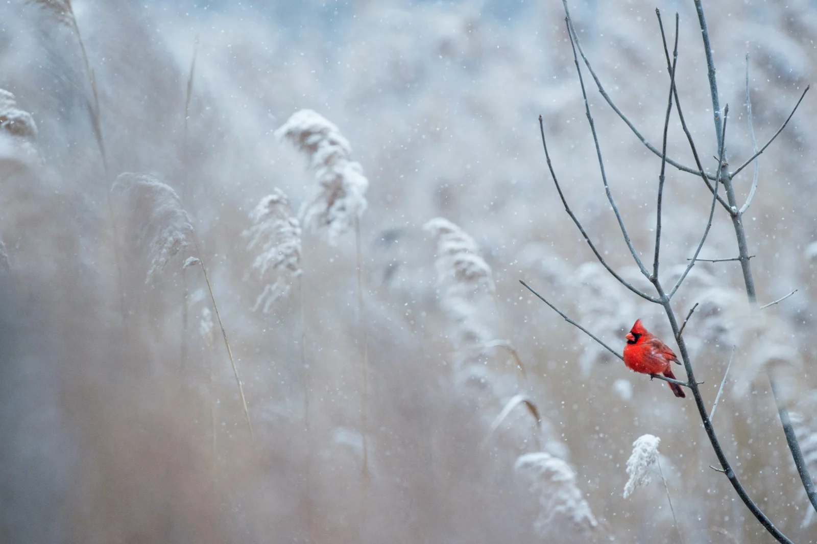 A northern cardinal perched on a bare branch among snow-covered reeds as snow falls