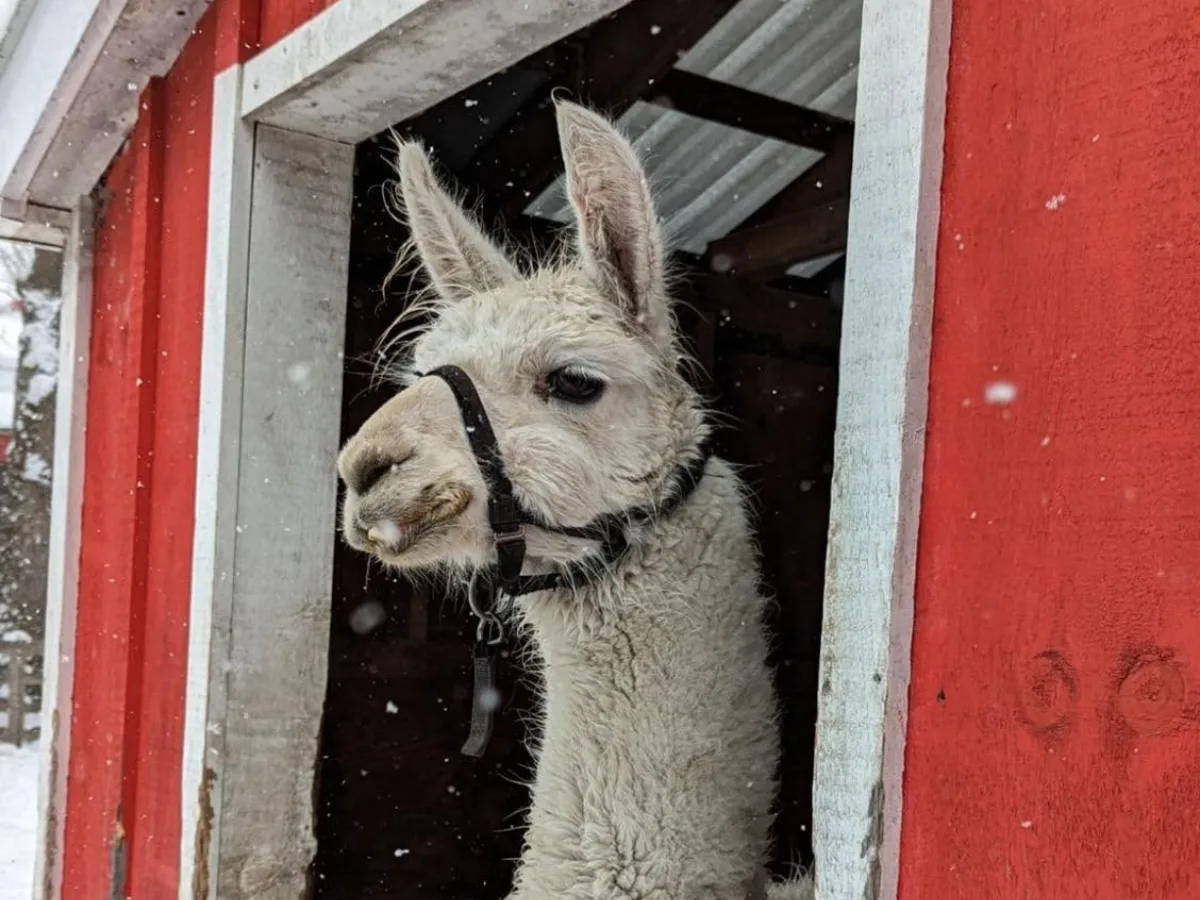 A llama looking out of a red barn doorway at the Seaway Kiwanis Animal Farm in Canatara Park, snow falling
