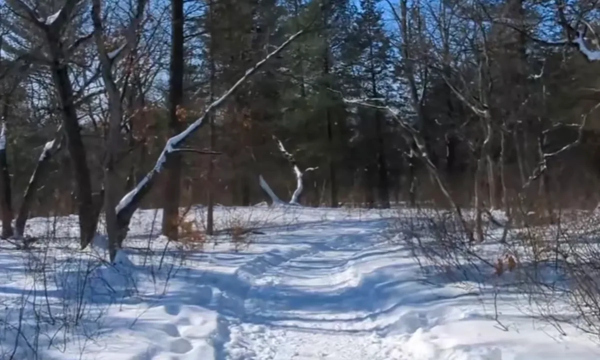 A packed snow trail running between pines and bare oaks at the Pinery